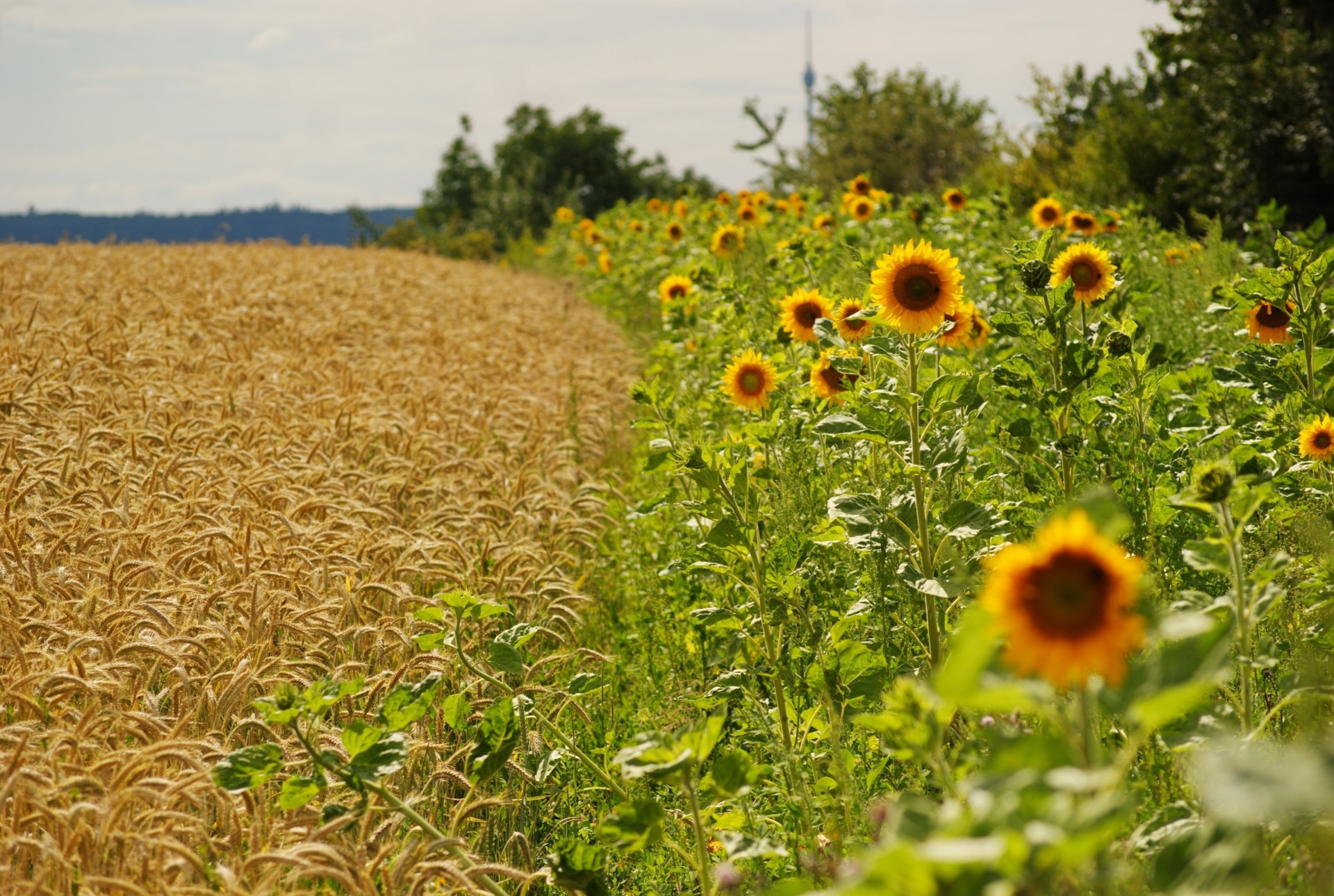 frontera girasoles verano toscana espigas