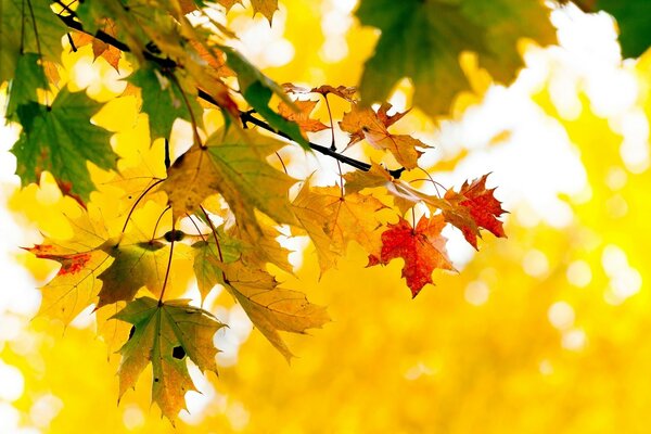 Branche d arbre avec des feuilles d automne