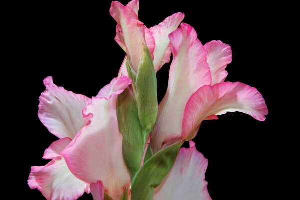 Pink gladioli on a black background