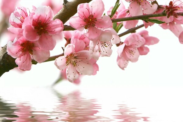 Cherry blossom branch blooming over the water