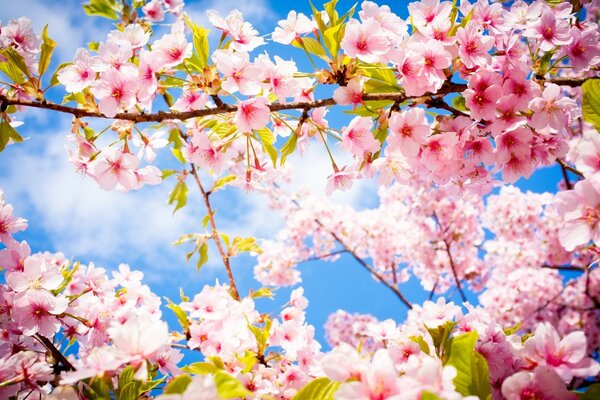 Cherry blossoms on a blue sky background