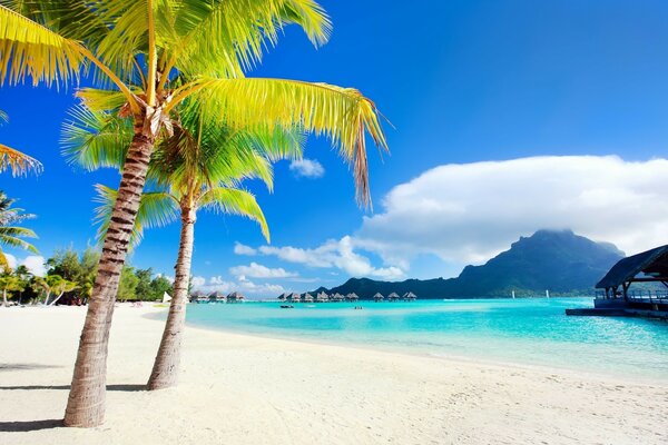 Photo of palm trees, beach, ocean and sun