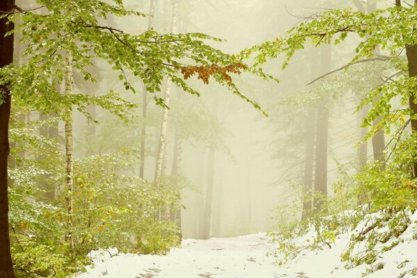 Fotografia dell inverno nella foresta tra gli alberi