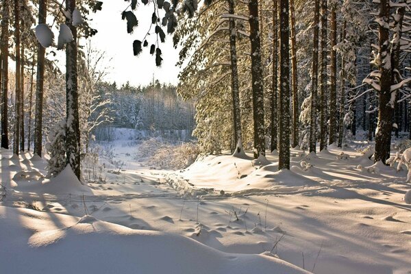 Alberi della foresta e neve al sole con sci