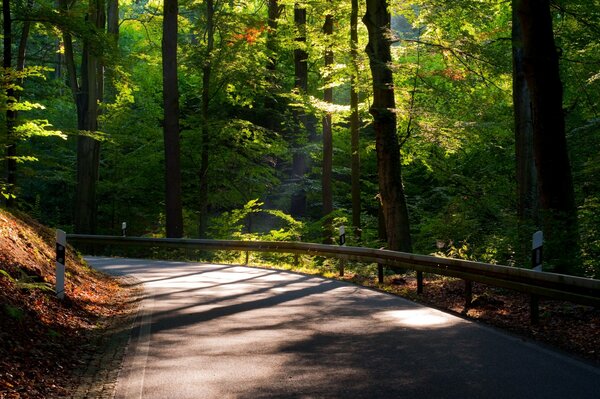 Full-screen wallpaper photo with nature. A road leading into the distance surrounded by trees with green foliage