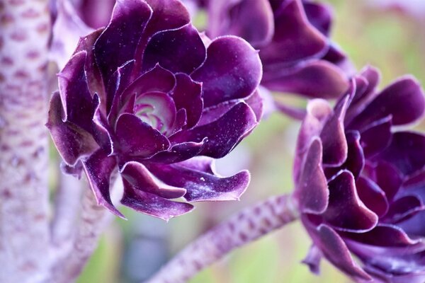 Flores púrpuras en tallos claros de cerca