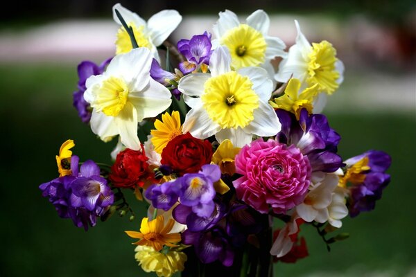 Set of daffodils, roses and freesia