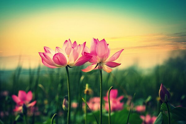 Large-format photo of luxurious pink lotuses against the sunset sky