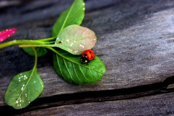 Coccinelle sur les feuilles se trouvant sur les vieilles planches