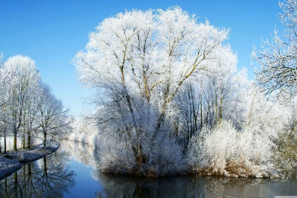 Schönes Foto von Frost auf Bäumen und blauem Himmel