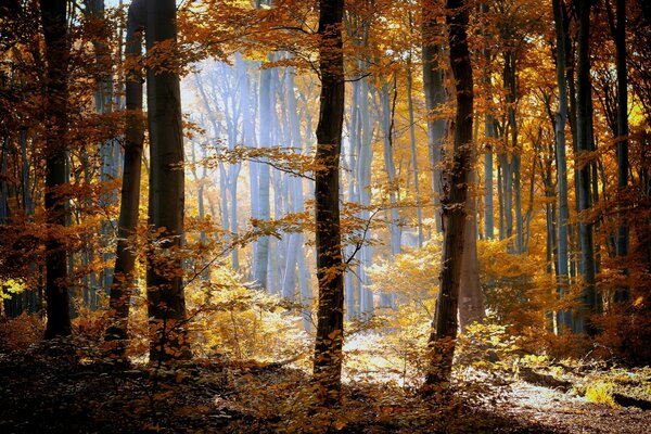 Foto del bosque de otoño, troncos de árboles