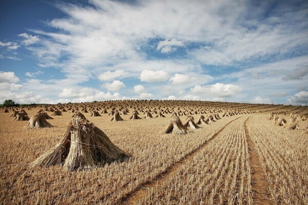 In the field, the harvest is harvested in sheaves