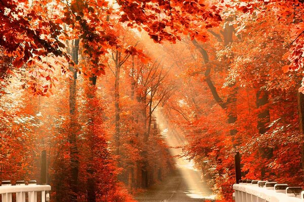 A path going into the distance in an autumn park