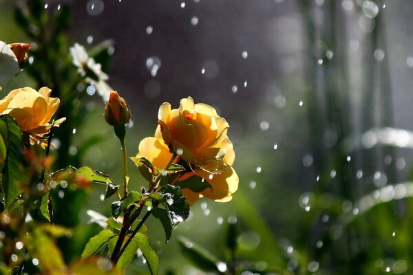 Rosas amarillas en gotas de rocío