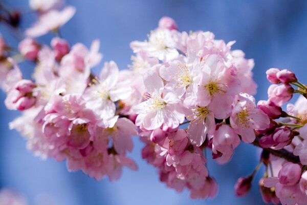 Foto de flores hermosas de primavera