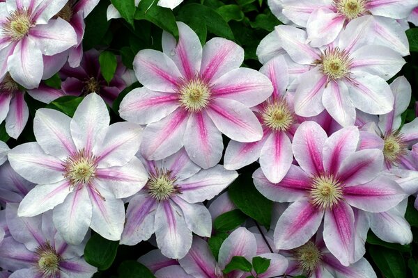 Rosafarbene Clematis-Blüten schaffen eine Sommerkompassion