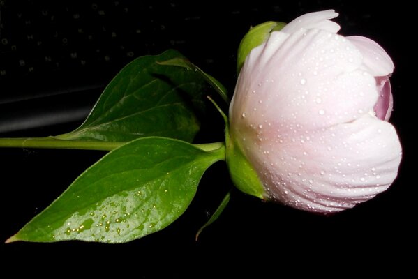 Pink peony on a black background