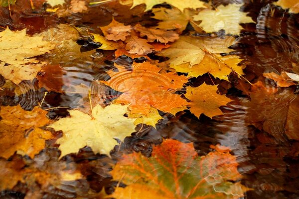 Herbstblätter schwimmen ins Wasser