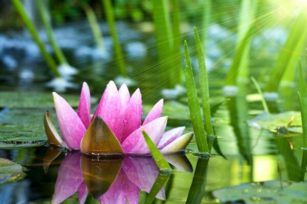 Pink water lily flower in the rays of the sun