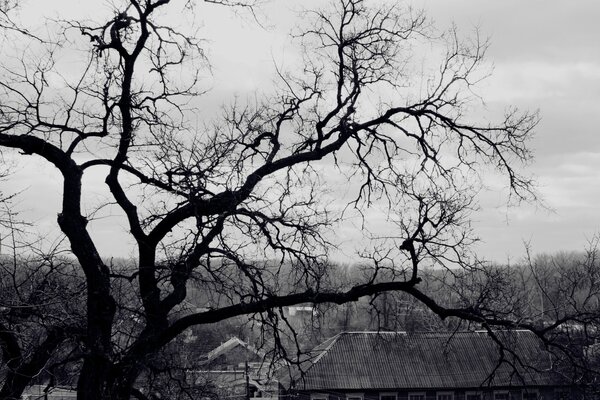 Herbsthimmel. Ein Baum, der Laub über Hausdächer fallen ließ