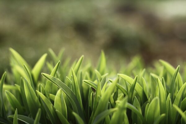 Macro fotografía de tiernos tallos de hierba verde