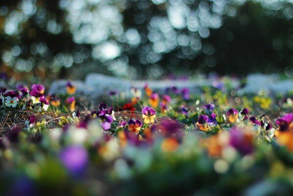 Fokus Blumen Blendung Kamille