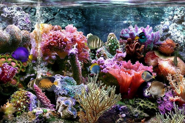 Arrecifes de Coral y un mundo submarino vibrante