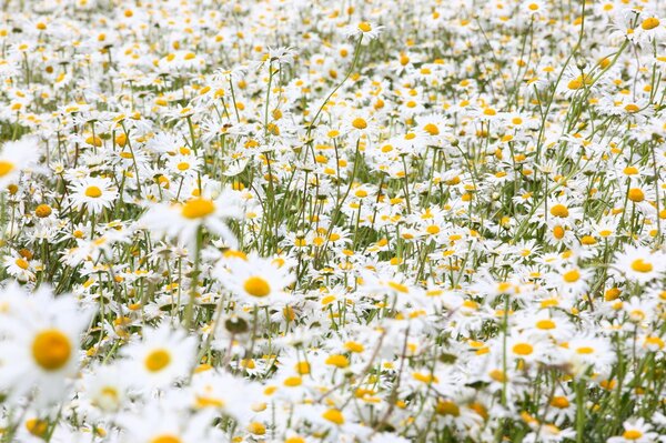 En été, il y a beaucoup de marguerites sur le terrain