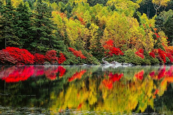 Herbstbäume reflektieren im klaren Wasser eines ruhigen Sees