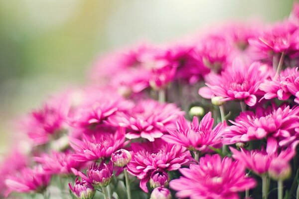 Pink flowers blurred background