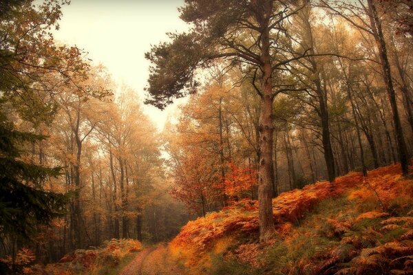 Forest autumn landscape in the evening