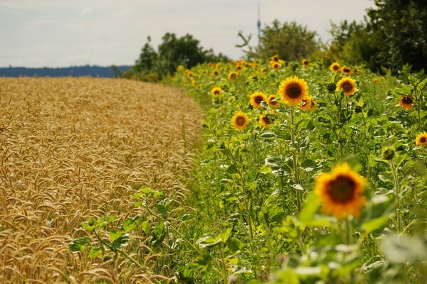 Die Horizontlinie der beiden Felder