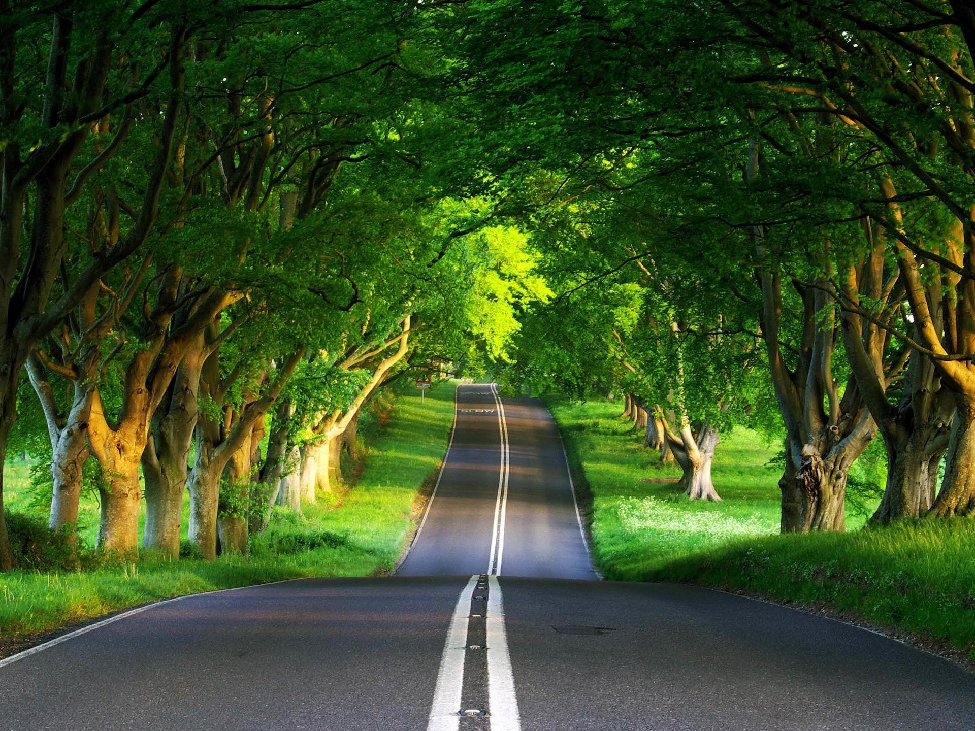 wald straße sommer