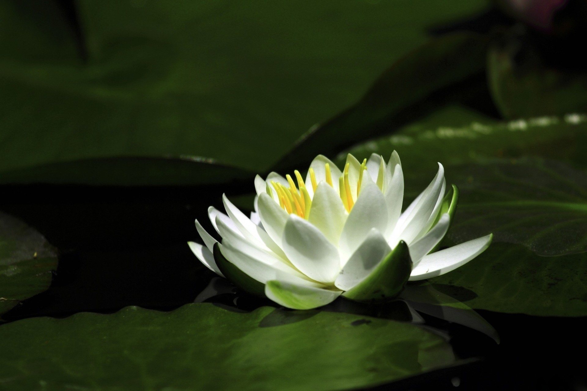 blume lilien blütenblätter wasser