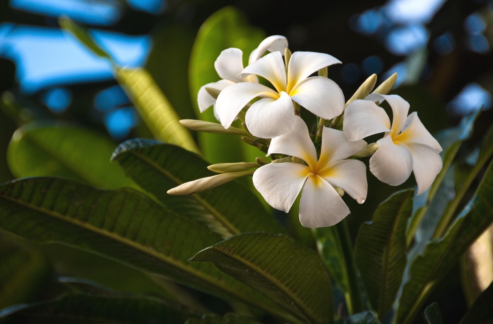 hoja flores primer amor