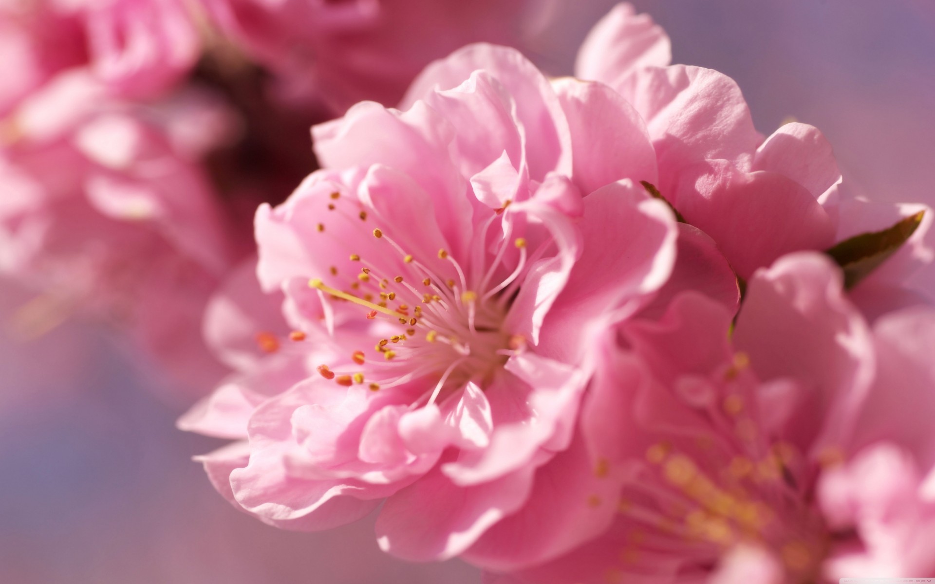 flower macro plum