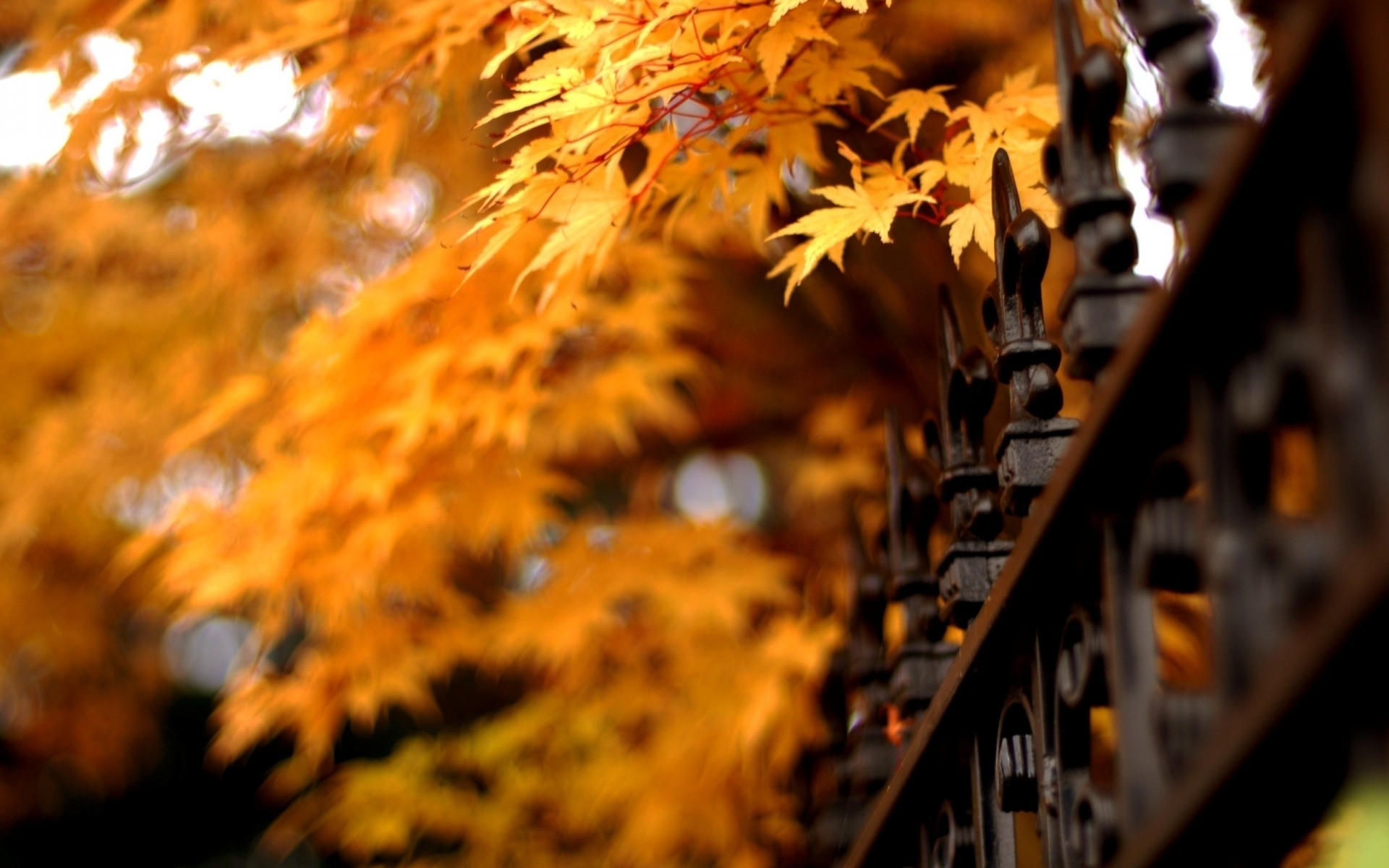 feuille nature clôture gril automne