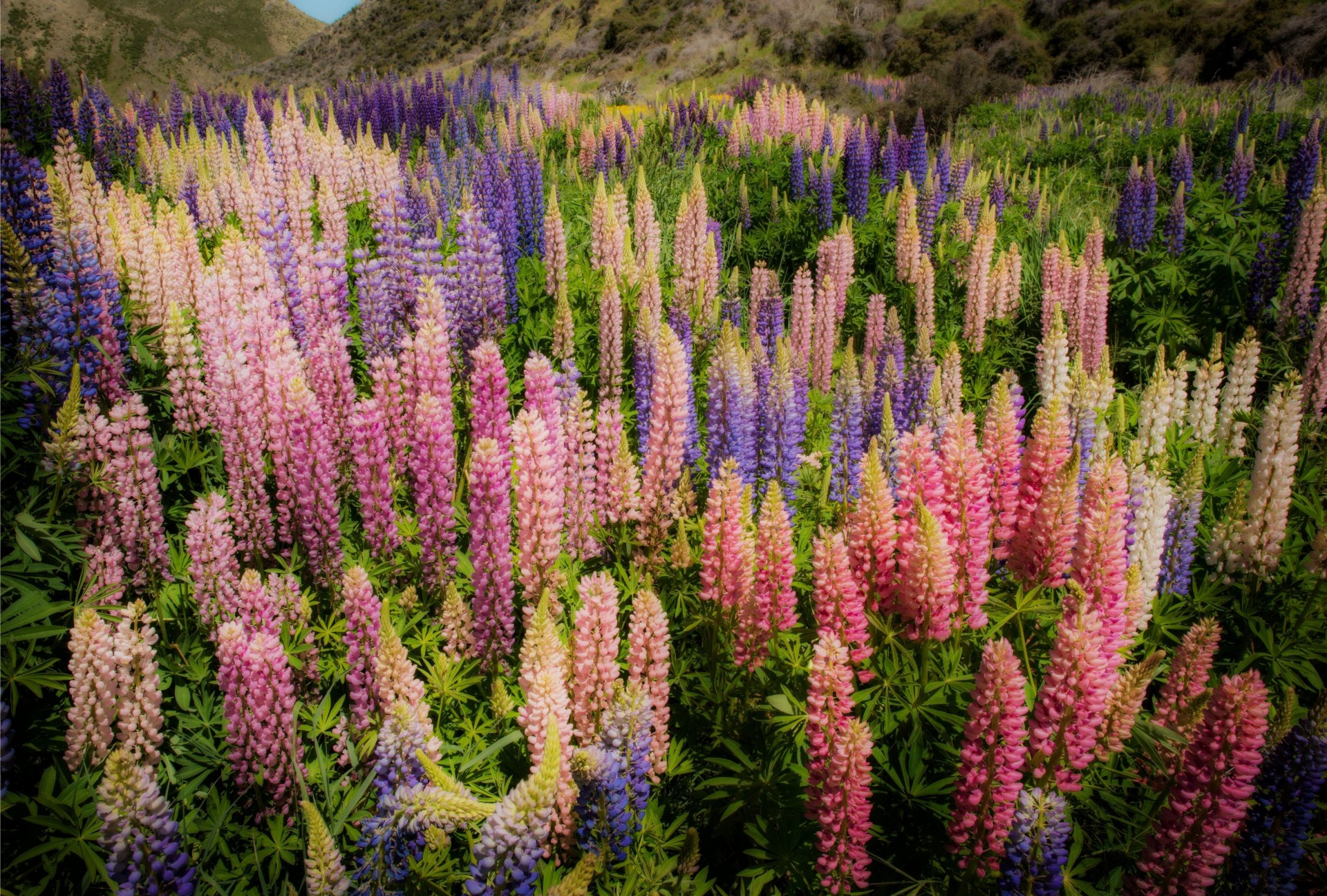 menschen grün natur blumen lupinen berge