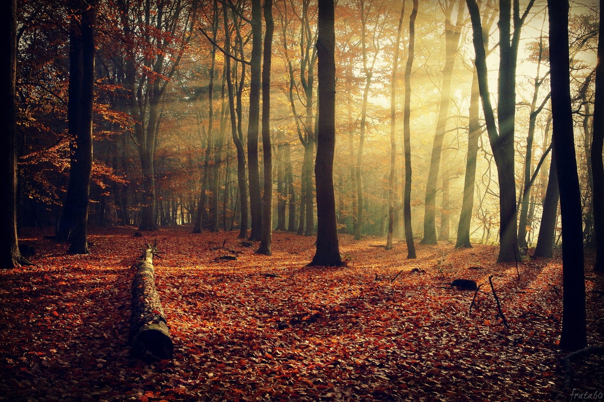 laub natur strahlen bäume wald zweige herbst licht