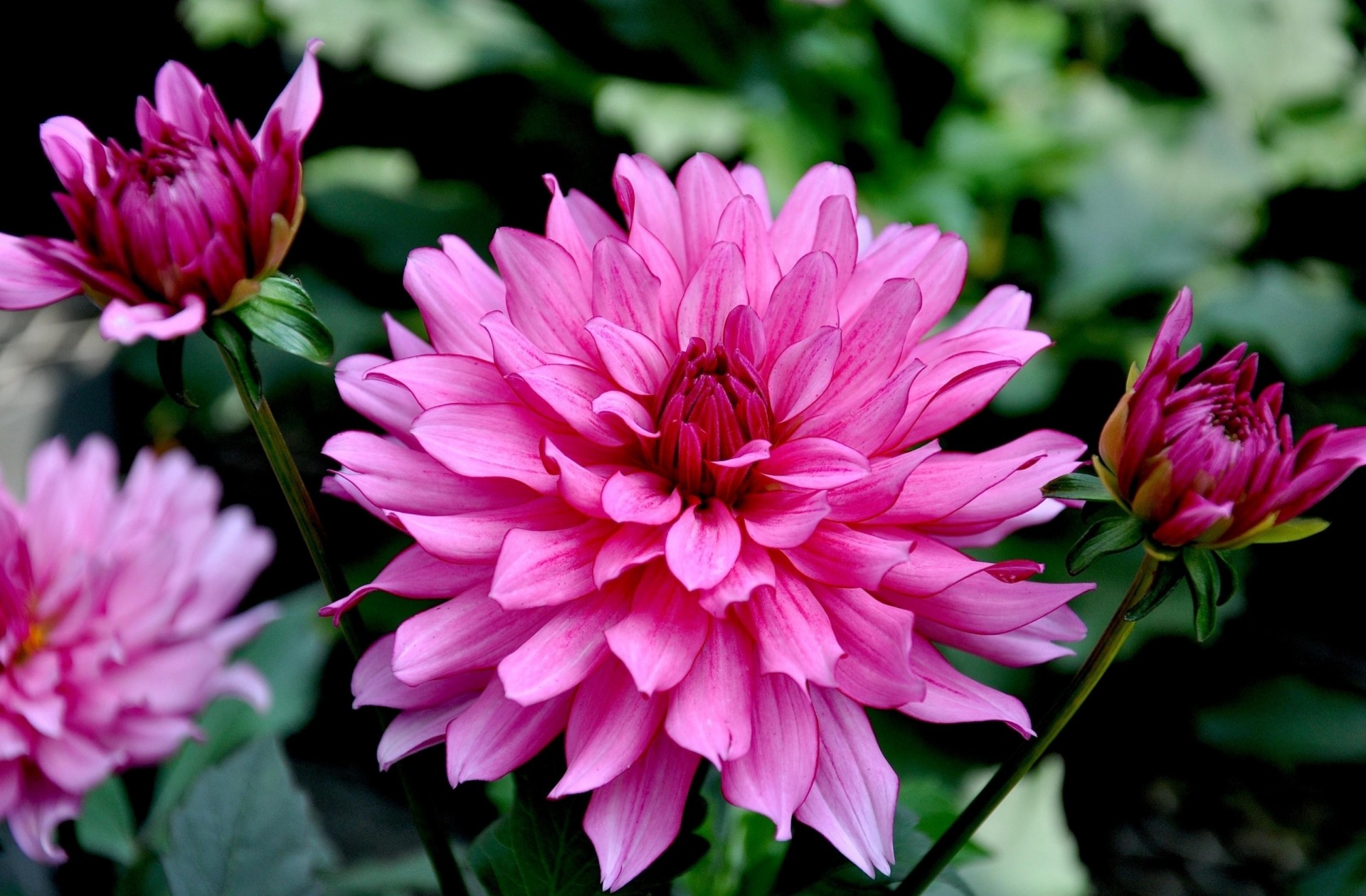 close up flower bed buds supplies dahlia