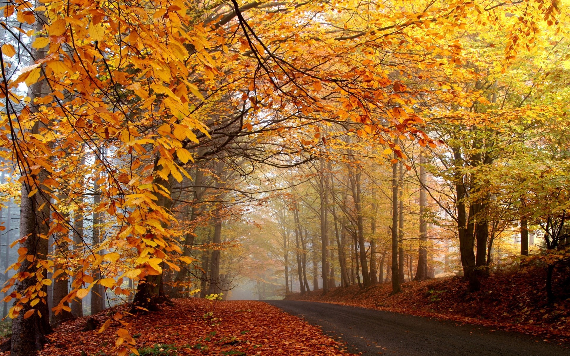 otoño carretera paisaje bosque