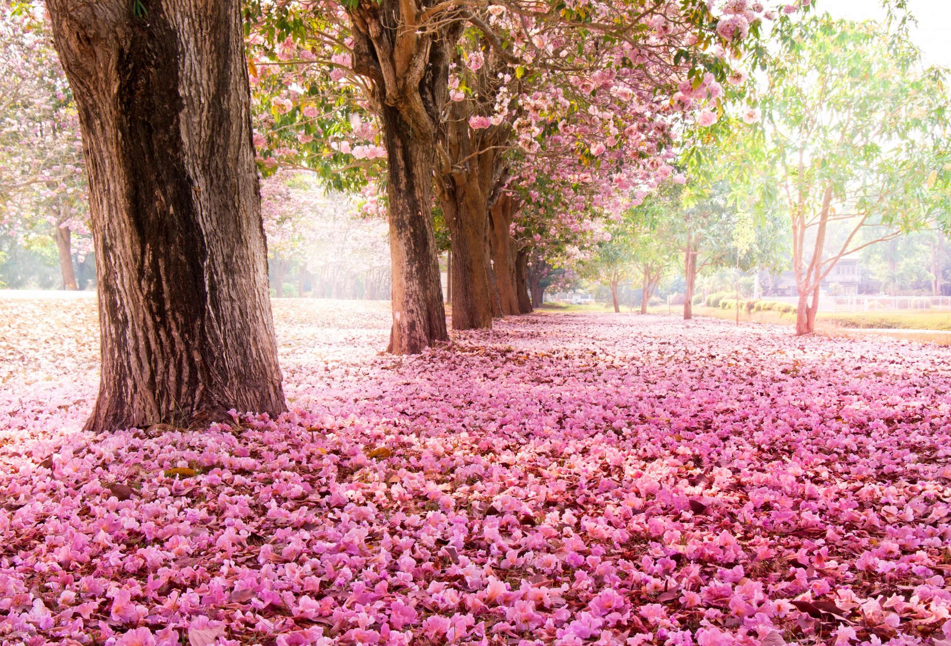 park tree bloom flower sakura