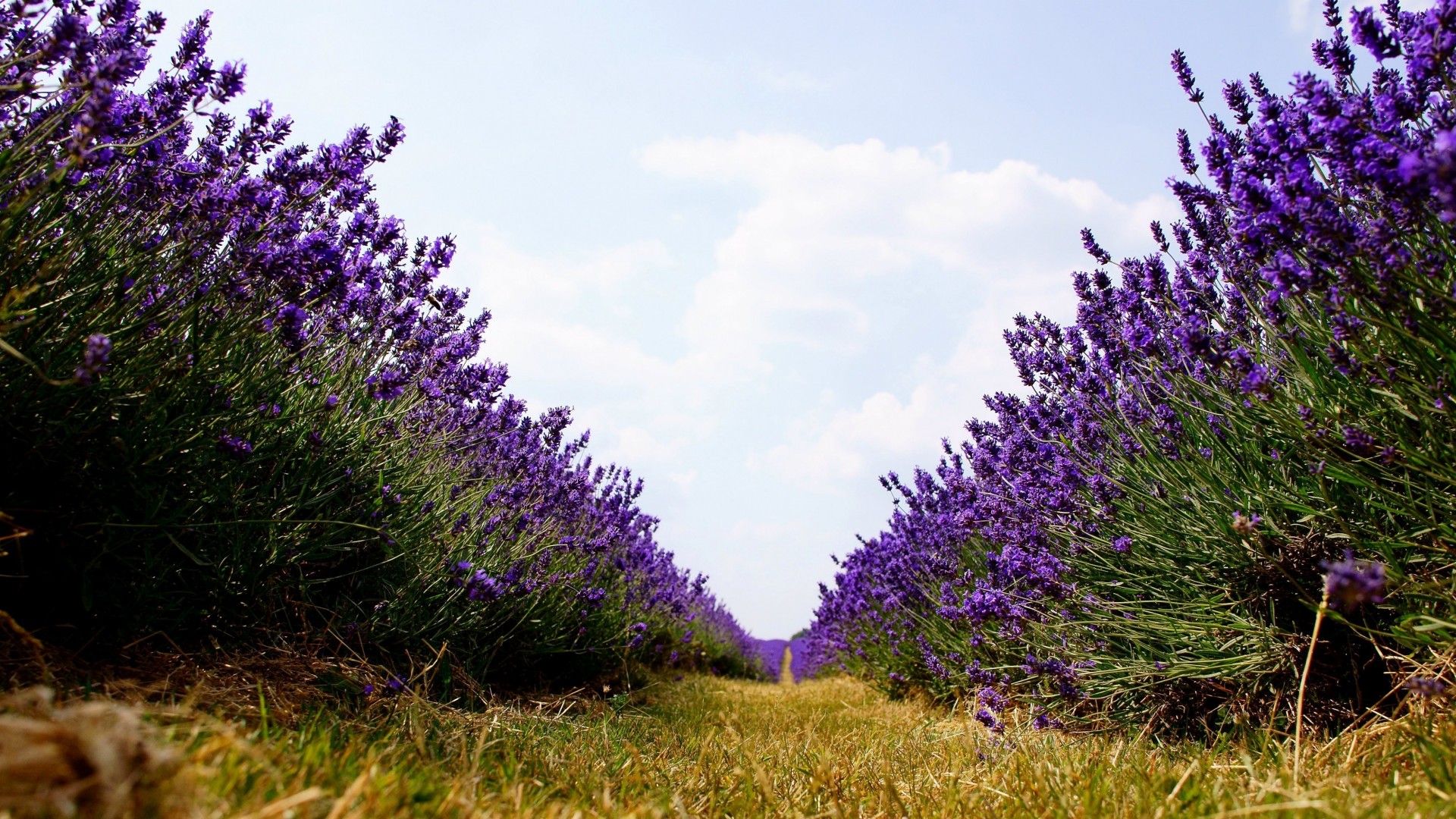 champ rangées fleurs lilas nature