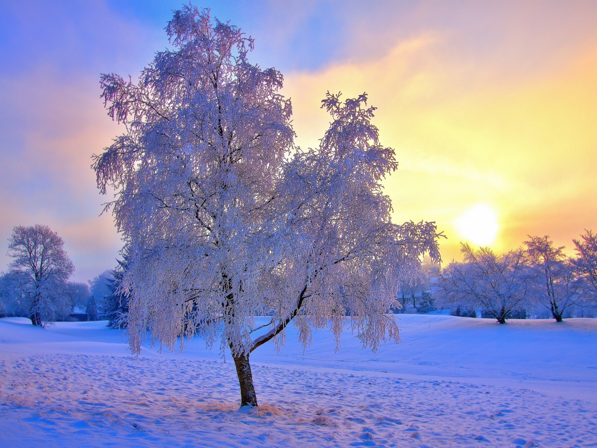 arbre arbres soleil neige hiver gel