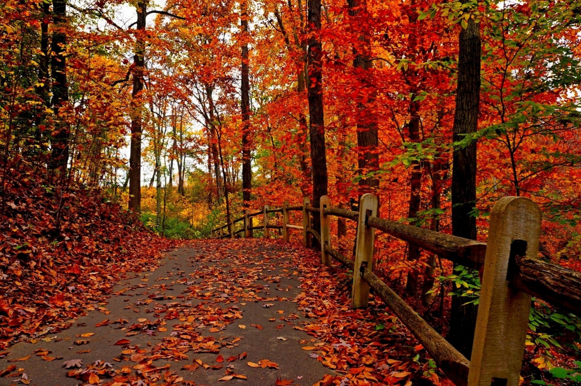 multicolore route nature palmiers forêt feuille automne sentier parc