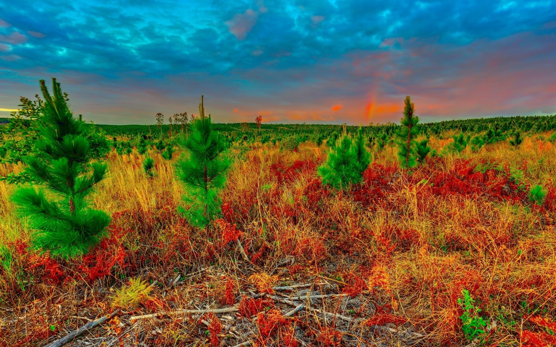 landschaft sonnenuntergang natur bäume himmel pflanzen