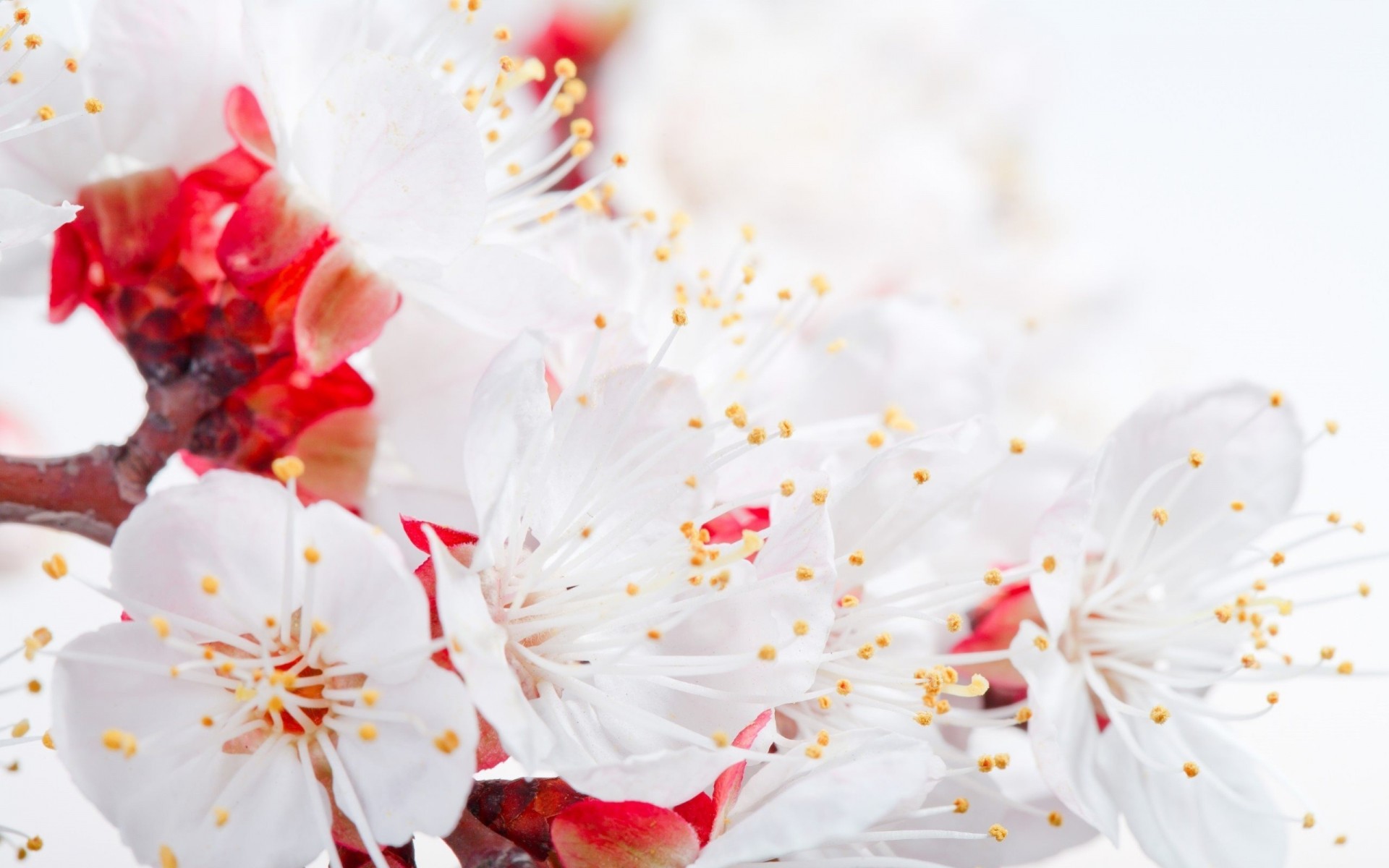 printemps photographie blanc fleurs macro