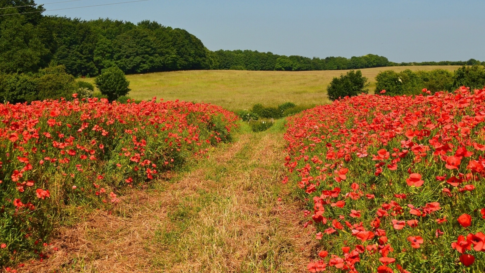 pista newton inglaterra árboles flores amapolas campo prado