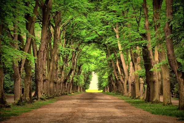 The road between tall green trees