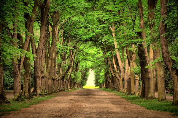 Дорога между высокими зелёными деревьями